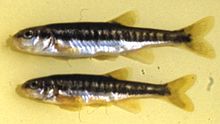 Phoxinus apollonicus.jpeg
