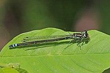 Variable damselfly (Coenagrion pulchellum) female dark form Estonia.jpg