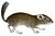Pectinator spekei Wagner white background.jpg