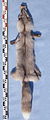 Vulpes vulpes (Amber fox) fur skin.jpg