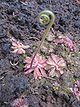 Drosera hamiltonii (Habitus).jpg