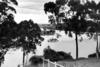 Queensland State Archives 191 Brisbane River at Yeronga c 1934.png