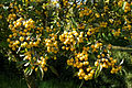 Crab apples at Feeringbury Manor garden, Feering Essex England.jpg