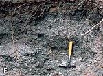 Tendaguru Formation - Upper Dinosaur Member.jpg