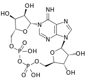 Cyclic ADP ribose.svg