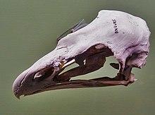 Canterbury Museum, Christchurch - Joy of Museums - Haast's Eagle.jpg