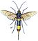 Hymenoptera Vielfalt Horntail.jpg