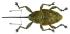 Curculio glandium Marsham, 1802 female (8112399337).png
