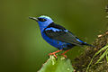 Red-legged Honeycreeper - Panama H8O2103 (23250437695).jpg
