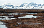 Tundra1 (js).jpg