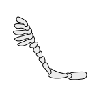 Insect-antenna flabellate.svg