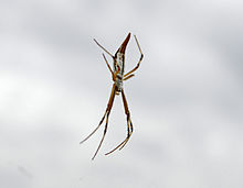 Argiope protensa.jpg