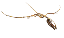 Dimorphodon Flight Pose.png