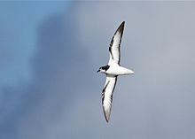 Gould's Petrel-off Southport Qld-15April2012.jpg