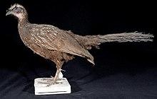 Naturalis Biodiversity Center - ZMA.AVES.56985 - Penelope jacucaca Spix, 1825 - Cracidae - skin specimen.jpeg