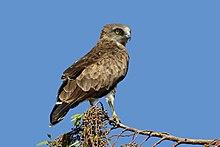 PikiWiki Israel 43227 Wildlife and Plants of Israel.JPG