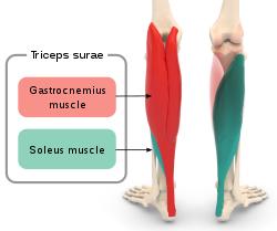 Triceps surae.svg