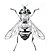 Tubifera tenax f.jpg