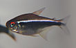 Black neon tetra.jpg