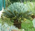 Encephalartos princeps, Manie van der Schijff BT.jpg