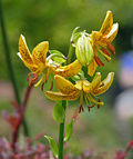 Hanson's Lily Lilium hansonii Flowers 1842px.jpg