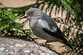 Sturnia sinensis (Mandarinstar - White-shouldered Starling) - Weltvogelpark Walsrode 2013-03.jpg