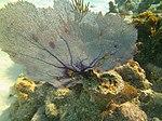 Gorgonia ventalina - purple sea fan - Bay of Pigs - Cuba.jpg