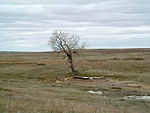 Grand River NG Lone Tree.jpg