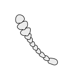 Insect-antenna clavate.svg
