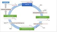 [14] Breakdown of fatty acids by beta oxidation