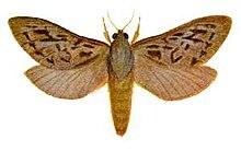 Oxycanus antipoda (ento-csiro-au).jpg