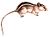 DendromysLovatiSmit white background.jpg