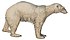 Lossy-page1-2518px-Ursus maritimus - 1700-1880 - Print - Iconographia Zoologica - Special Collections University of Amsterdam - (white background).jpg
