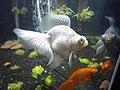 A white telescope goldfish in an aquarium along with the telescope goldfish.jpg