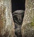 Greater Sooty Owl, Papua New Guinea.jpg