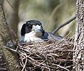 Grey Butcherbird. Cracticus torquatus on nest (15829469162).jpg