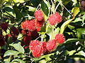 Rambutan masak didahan.JPG