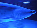 Two Oceans Aquarium02.jpg
