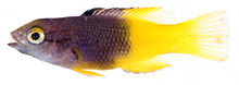 Bodianus rufus juvenile.jpg