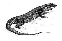 Hinulia nigrolabris.jpg