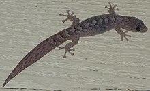 lizard with abrupt change in tail pattern