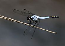 Nesciothemis farinosa e 011828-2.jpg