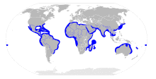 Sphyrna mokarran distribution map.svg