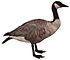 Birds Illustrated Canada Goose white background.jpg