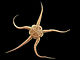 Ophiura ophiura.jpg