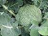 Broccoli2.jpg