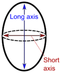 Long and short axis.png