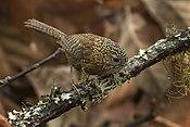 Bar-winged Wren-Babbler - Eaglenest - India FJ0A8141 (33475375613).jpg
