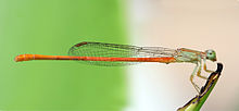 Ceriagrion glabrum male panorama.jpg
