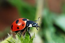 Coccinella magnifica01.jpg